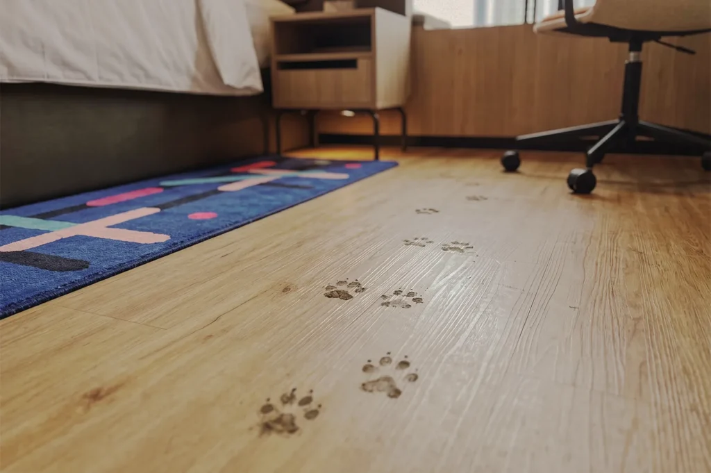 Trail of muddy dog paw prints tracking across a light wood laminate floor inside a hotel room alongside a bed, rug, and desk chair.